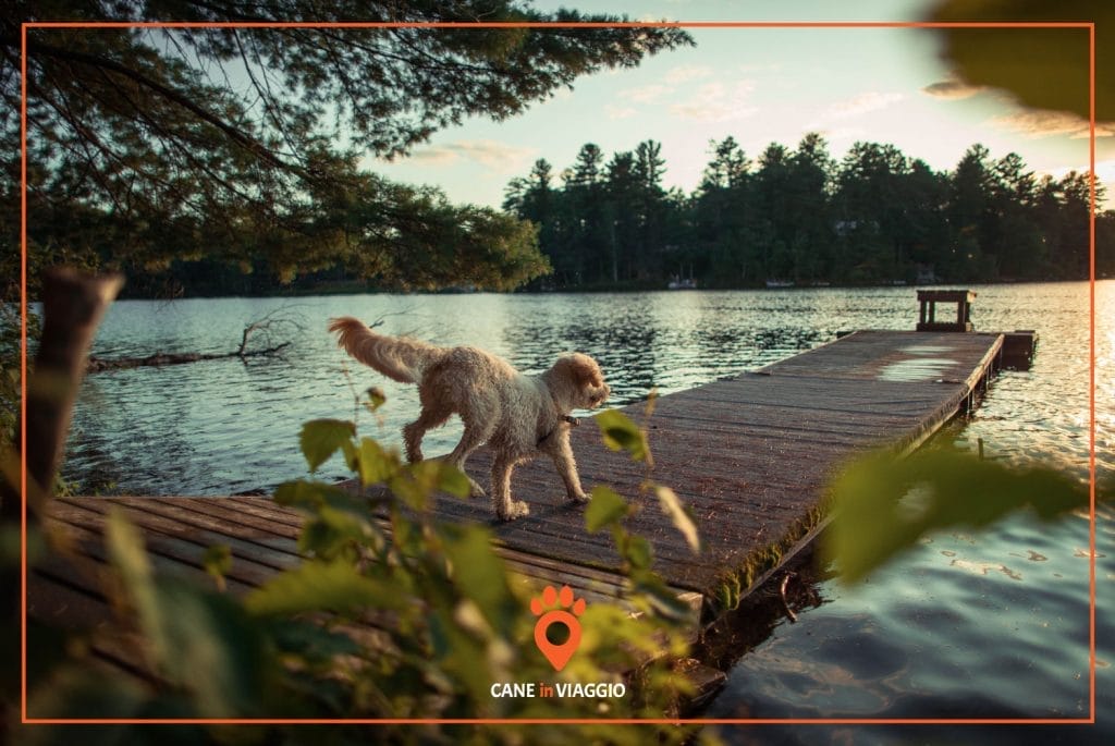 Vacanze al lago con il cane cosa sapere Cane In Viaggio