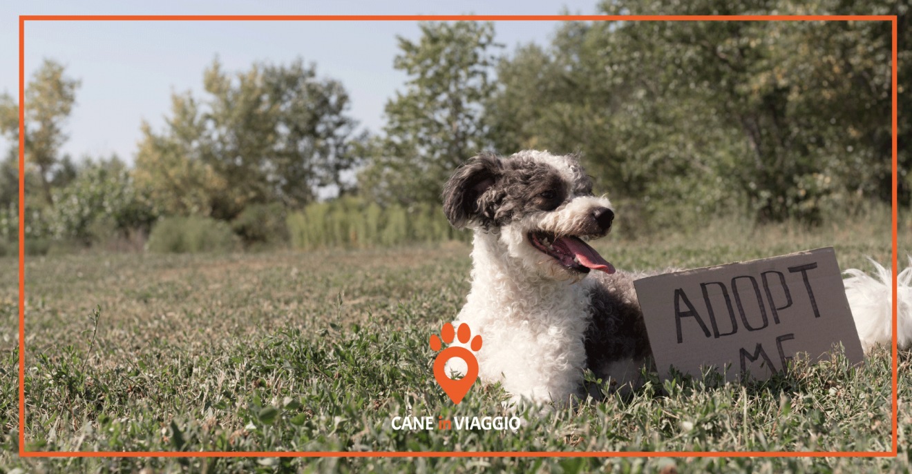 Cani in adozione come adottare un cane al canile Cane In Viaggio