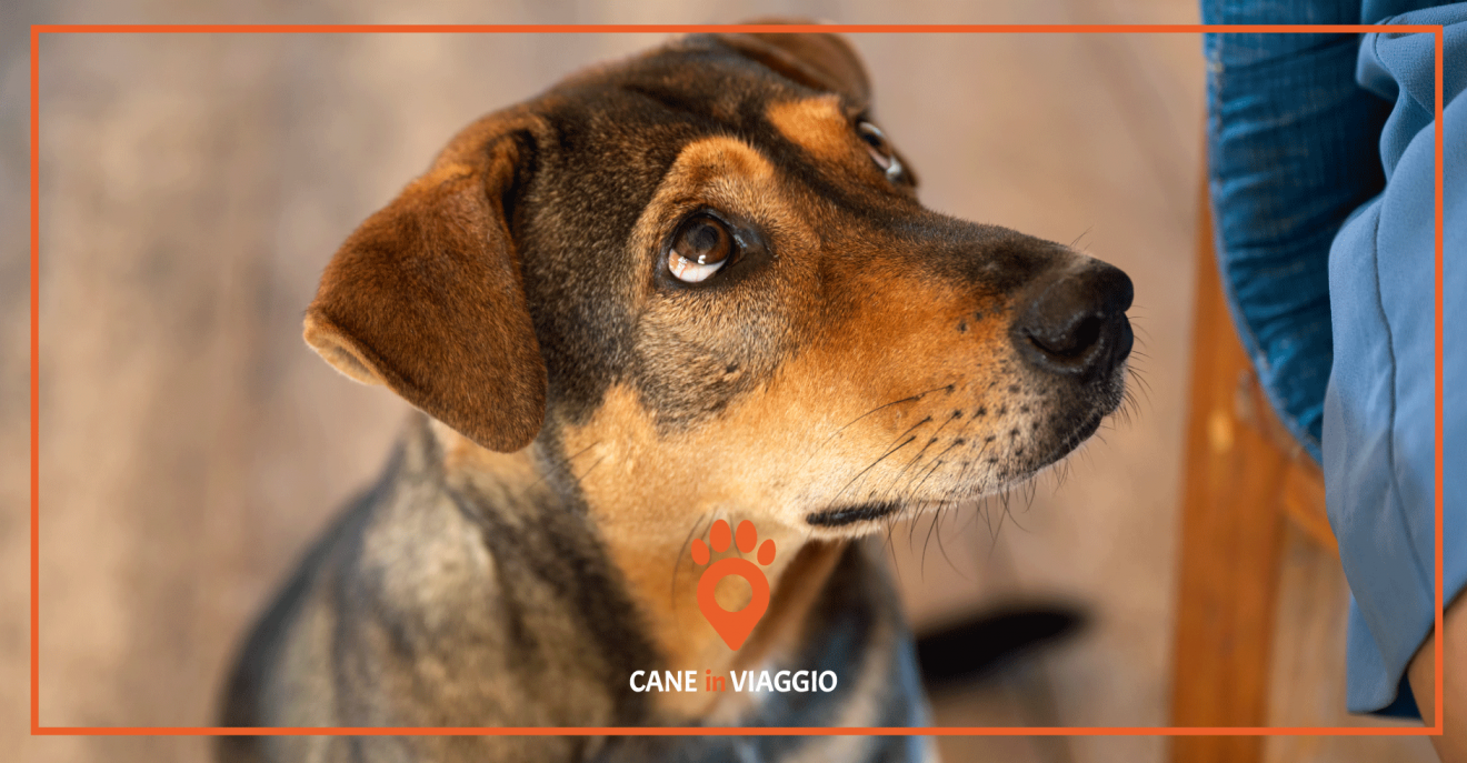 Cane stressato sintomi e rimedi Cane in Viaggio