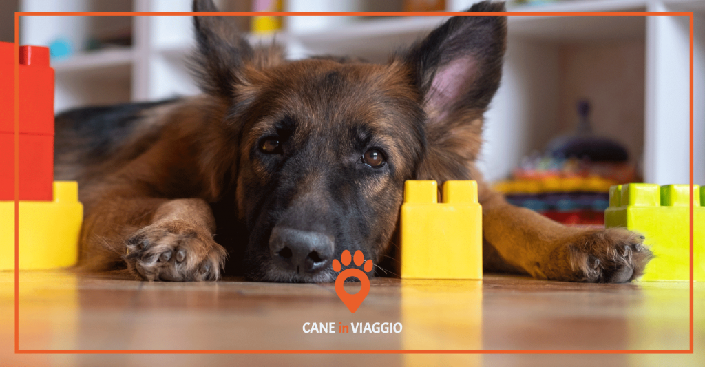 Come capire se il cane ha la febbre Cane in Viaggio