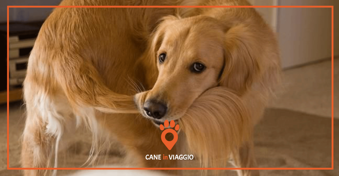 Perché il cane si morde la coda? Cane in Viaggio